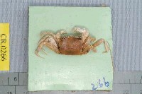 藏品(中華沙蟹)的圖片